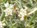 Philanthus venustus